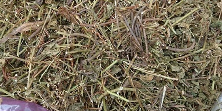 Cây bồng bồng chữa bệnh gì?