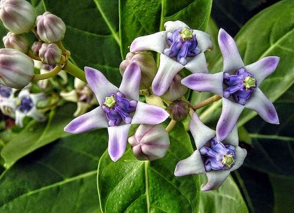 Cây bồng bồng chữa bệnh gì?