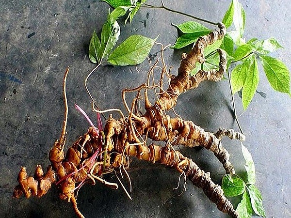 Cách sử dụng Sâm Ngọc Linh hiệu quả cho sức khỏe