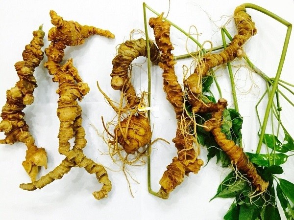 Cách sử dụng Sâm Ngọc Linh hiệu quả cho sức khỏe Cách sử dụng Sâm Ngọc Linh hiệu quả cho sức khỏe