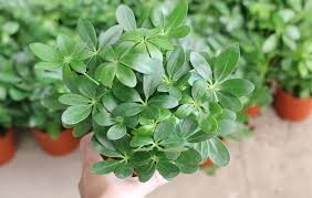 Một số nghiên cứu khoa học về cây Ngũ gia bì chân chim