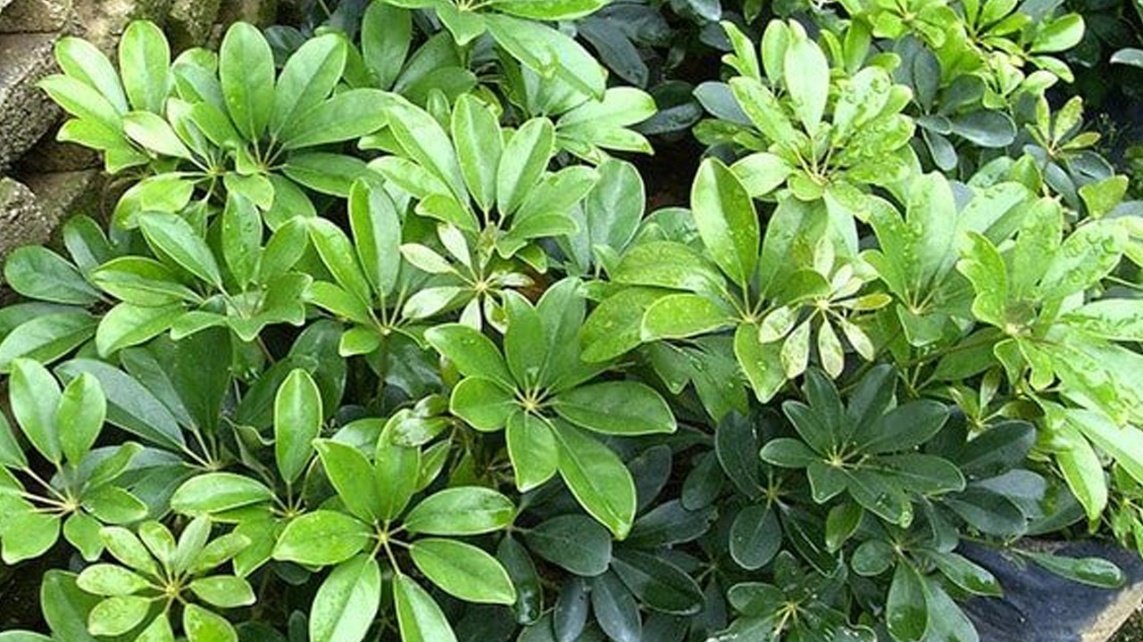 Một số nghiên cứu khoa học về cây Ngũ gia bì chân chim