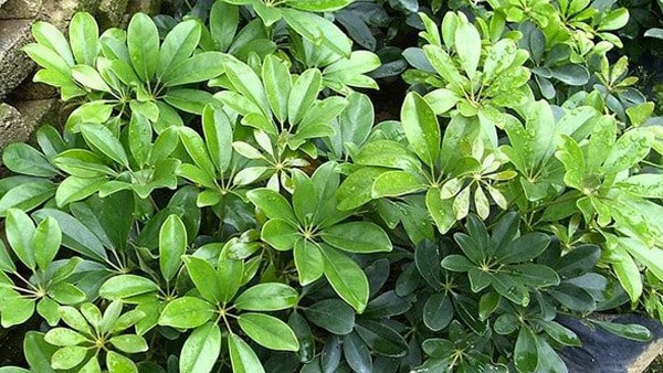 Một số nghiên cứu khoa học về cây Ngũ gia bì chân chim