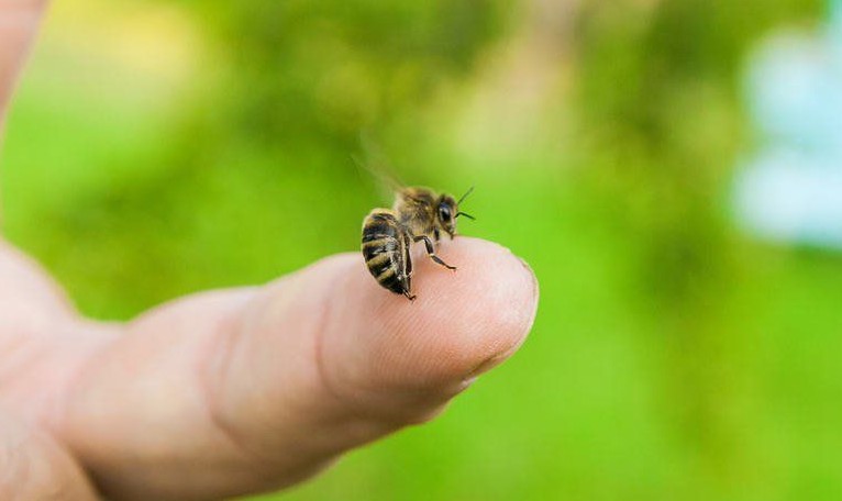 Chuyên gia hướng dẫn cách xử trí khi bị ong đốt