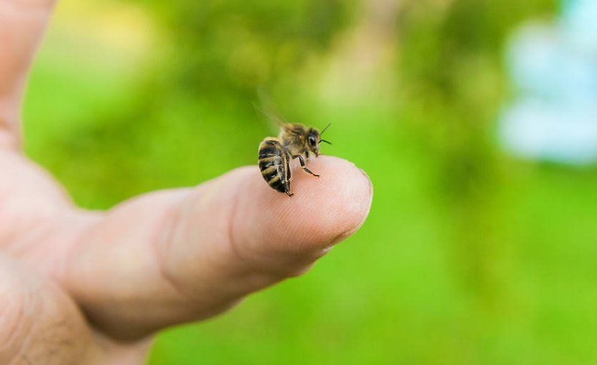 Chuyên gia hướng dẫn cách xử trí khi bị ong đốt