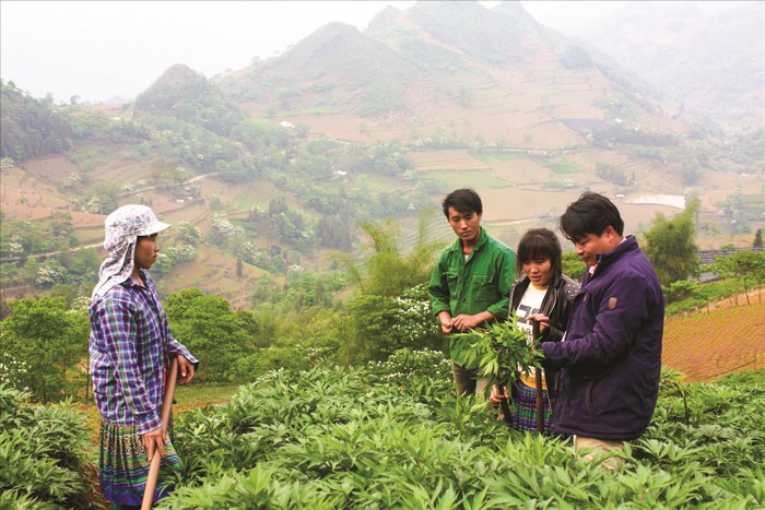 Vùng trồng dược liệu của người dân tại Lào Cai Vùng trồng dược liệu của người dân tại Lào Cai