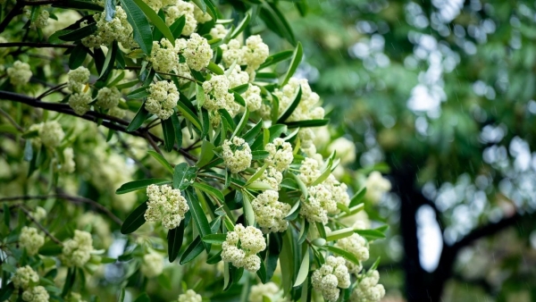 Dự báo thời tiết ngày 13/9/2025:  Mưa rào và dông vài nơi