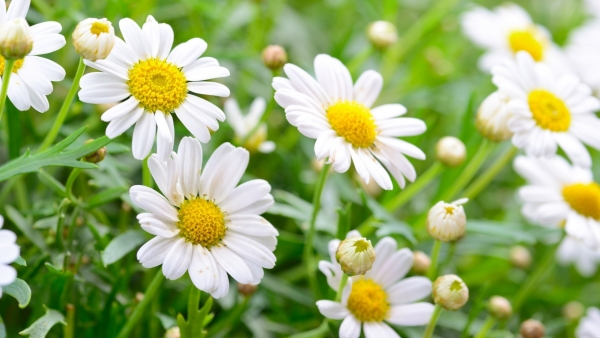 Dự báo thời tiết ngày 15/9/2025: Mưa rào và dông rải rác