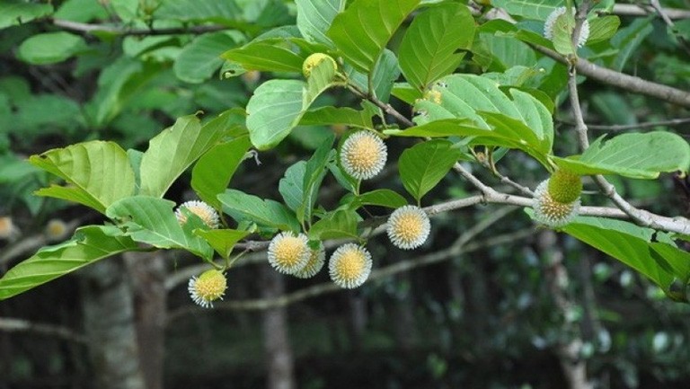 Cây gáo nước chữa bệnh gì? Cây gáo nước chữa bệnh gì?