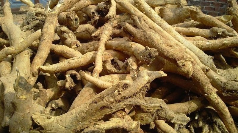 Công dụng của cây mật gấu đối với sức khỏe Công dụng của cây mật gấu đối với sức khỏe