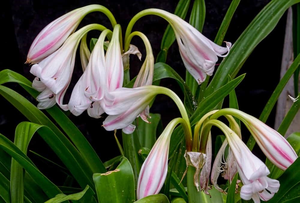 Những điều lưu ý khi dùng cây trinh nữ hoàng cung để chăm sóc sức khỏe