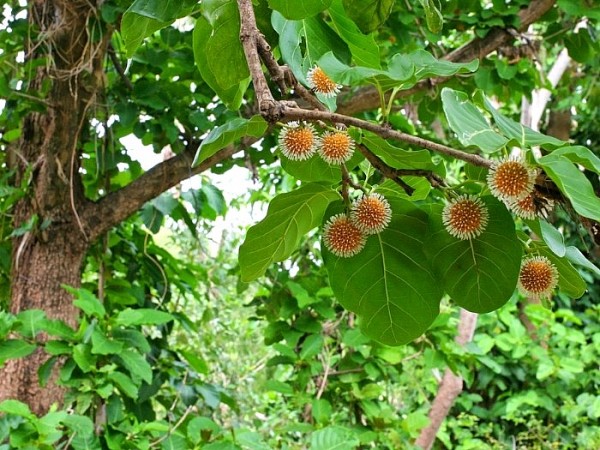 Cây gáo nước chữa bệnh gì?