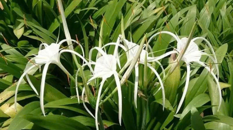 Cây trinh nữ hoàng cung