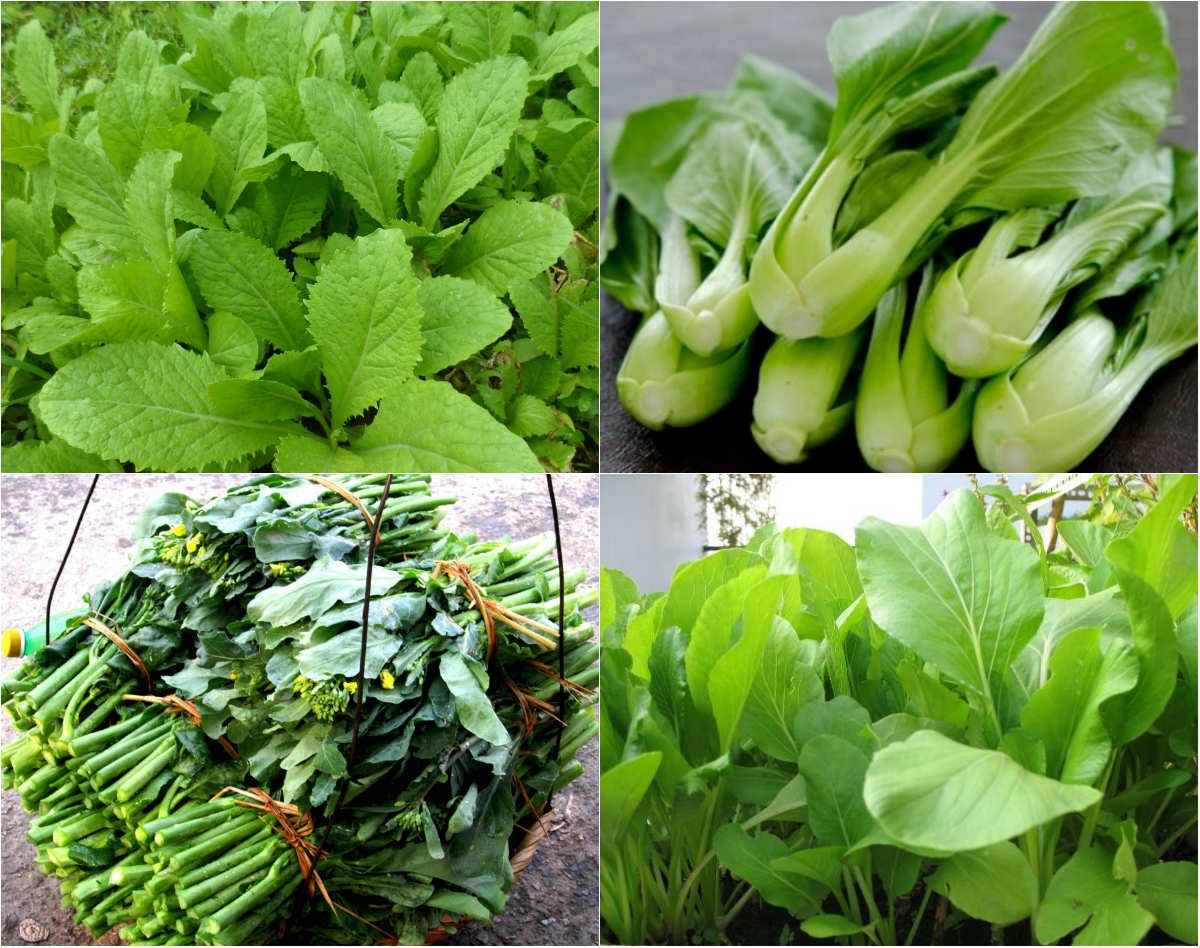 Rau, củ có sâu: Liệu có thật sự an toàn? Rau, củ có sâu: Liệu có thật sự an toàn?