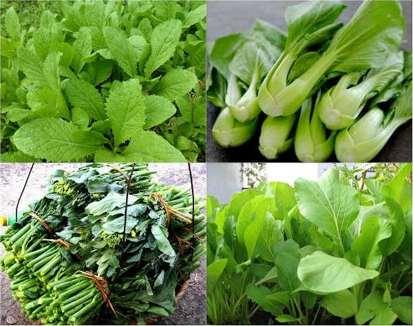 Rau, củ có sâu: Liệu có thật sự an toàn?