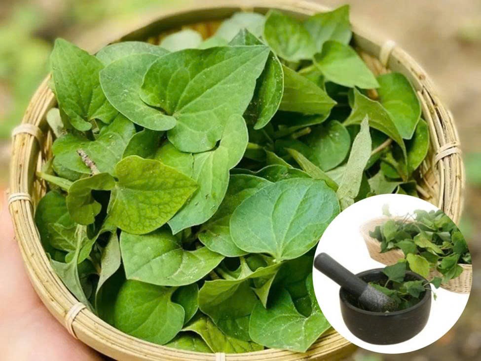 Mẹo trị bệnh trĩ nội và trĩ ngoại tại nhà bằng rau diếp cá Mẹo trị bệnh trĩ nội và trĩ ngoại tại nhà bằng rau diếp cá