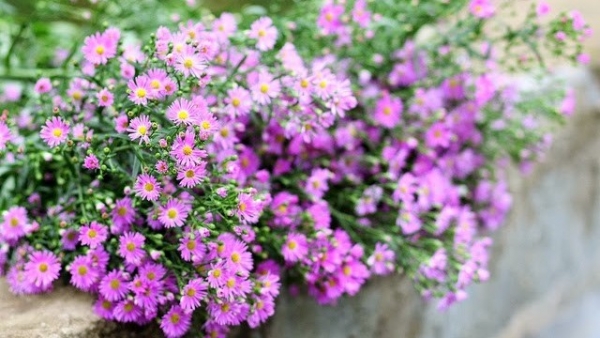 Dự báo thời tiết ngày 17/9/2025: Trời nắng, gió nhẹ