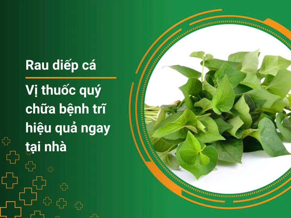 Mẹo trị bệnh trĩ nội và trĩ ngoại tại nhà bằng rau diếp cá Mẹo trị bệnh trĩ nội và trĩ ngoại tại nhà bằng rau diếp cá