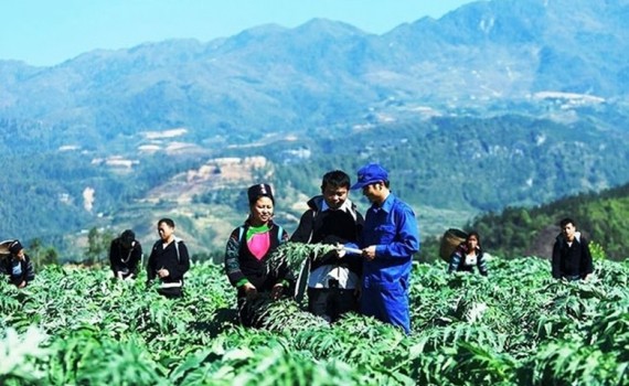 Nâng tầm dược liệu Việt: Chuẩn hóa, chế biến và chiến lược thị trường