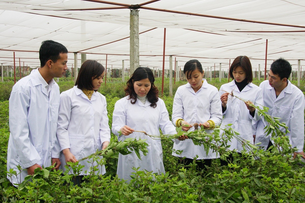 Nâng tầm dược liệu Việt: Chuẩn hóa, chế biến và chiến lược thị trường