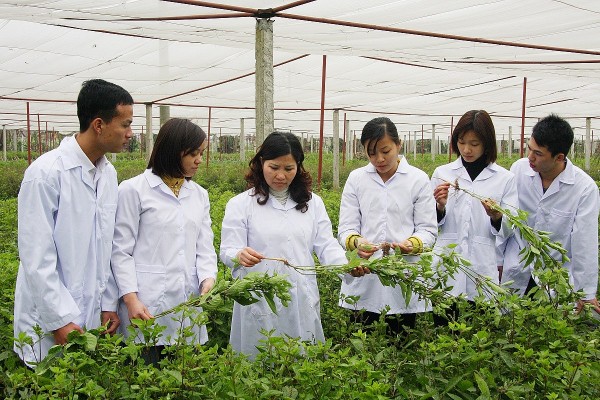 Nâng tầm dược liệu Việt: Chuẩn hóa, chế biến và chiến lược thị trường