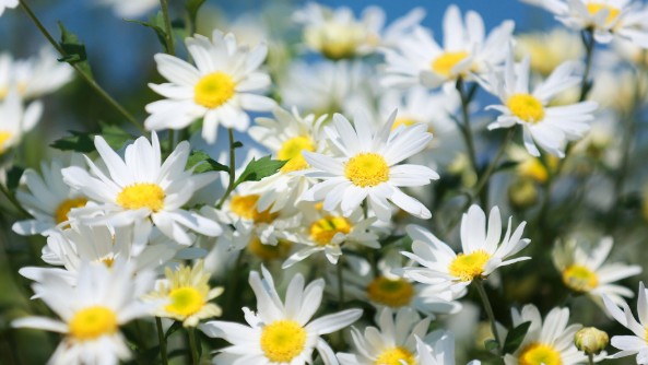 Dự báo thời tiết ngày 18/9/2025: Mưa rào và dông rải rác