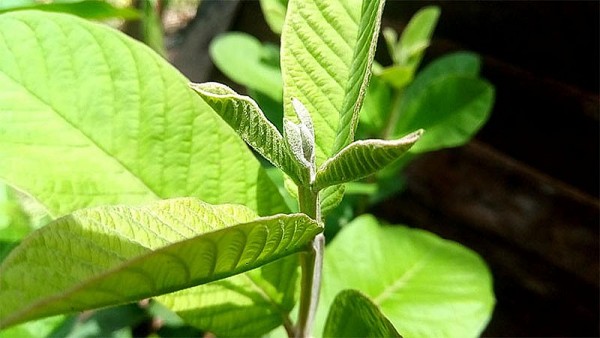 Chữa viêm đại tràng bằng lá ổi – Bí quyết dân gian được tin dùng