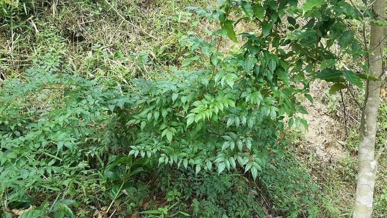 Hình ảnh cây chè dây leo trong rừng Hình ảnh cây chè dây leo trong rừng