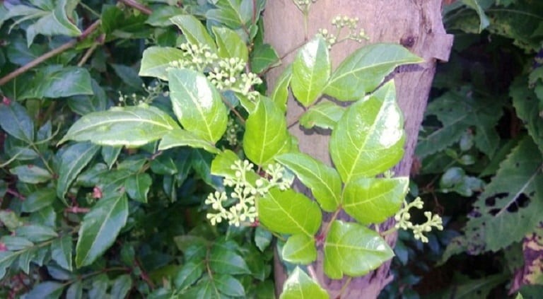 Hình ảnh cây và hoa chè dây Hình ảnh cây và hoa chè dây