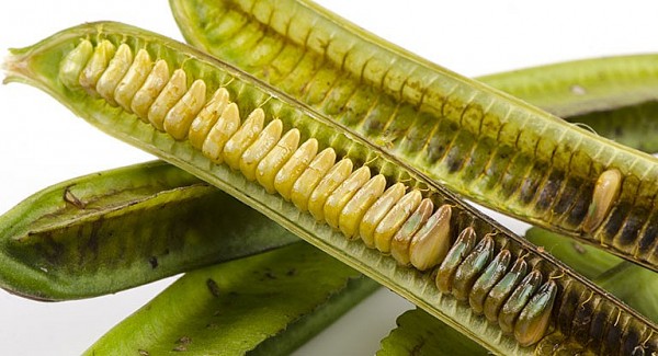 Bài cuối: Những điều kiêng kỵ khi dùng dược liệu muồng trâu