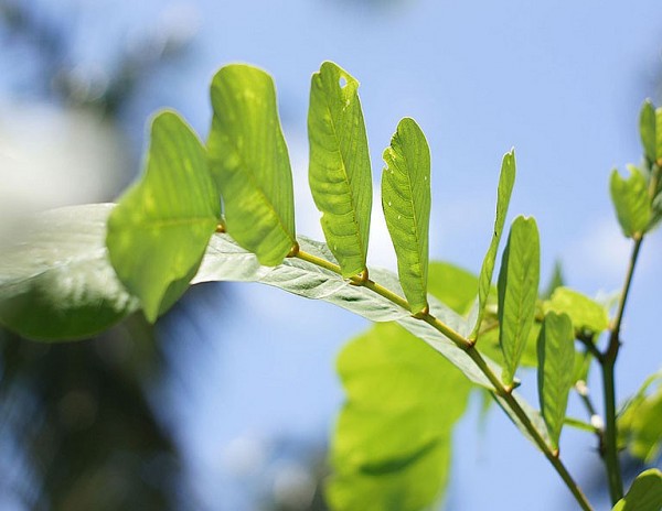 Bài 2: Những bài thuốc chữa bệnh từ dược liệu muồng trâu