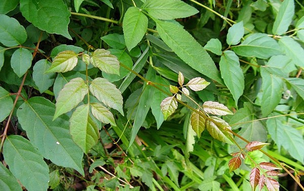 Chè dây – Vị thuốc dân gian hỗ trợ điều trị bệnh đại tràng