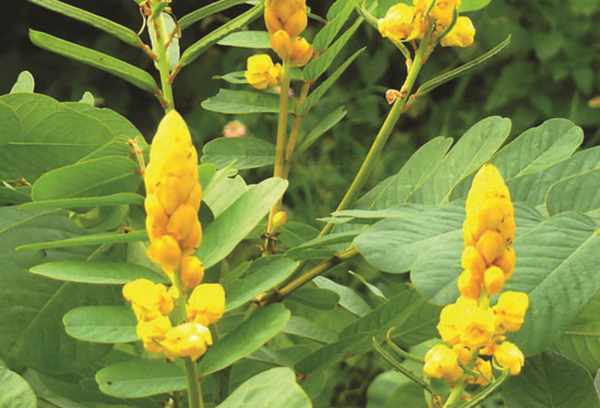 Bài 2: Những bài thuốc chữa bệnh từ dược liệu muồng trâu Bài 2: Những bài thuốc chữa bệnh từ dược liệu muồng trâu