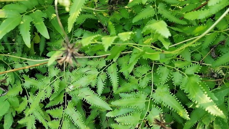 Những bài thuốc từ bòng bong - Dược liệu quý trong dân gian