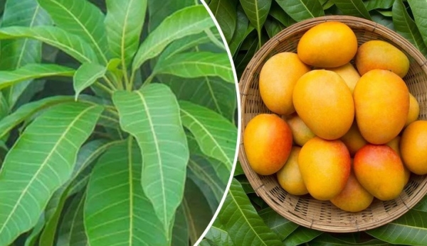 [Infographic] 8 công dụng nổi bật của lá xoài