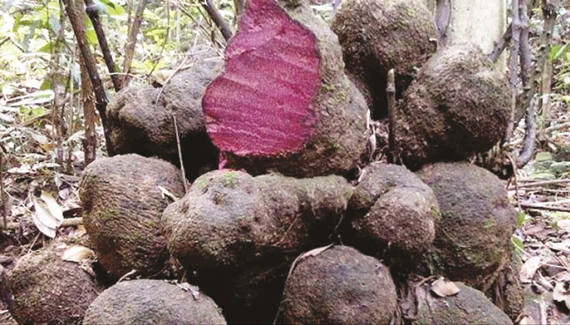 Những bài thuốc chữa bệnh từ củ nâu Những bài thuốc chữa bệnh từ củ nâu