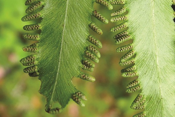 Những bài thuốc từ bòng bong - Dược liệu quý trong dân gian