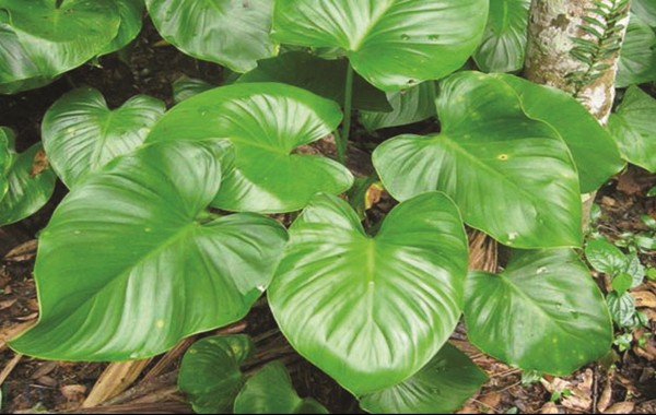 Một số bài thuốc chữa bệnh từ thiên niên kiện