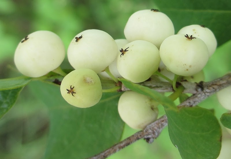 Kỳ 1: Giới thiệu chung về cây cơm nguội – Đặc điểm, sinh thái, dược tính Kỳ 1: Giới thiệu chung về cây cơm nguội – Đặc điểm, sinh thái, dược tính