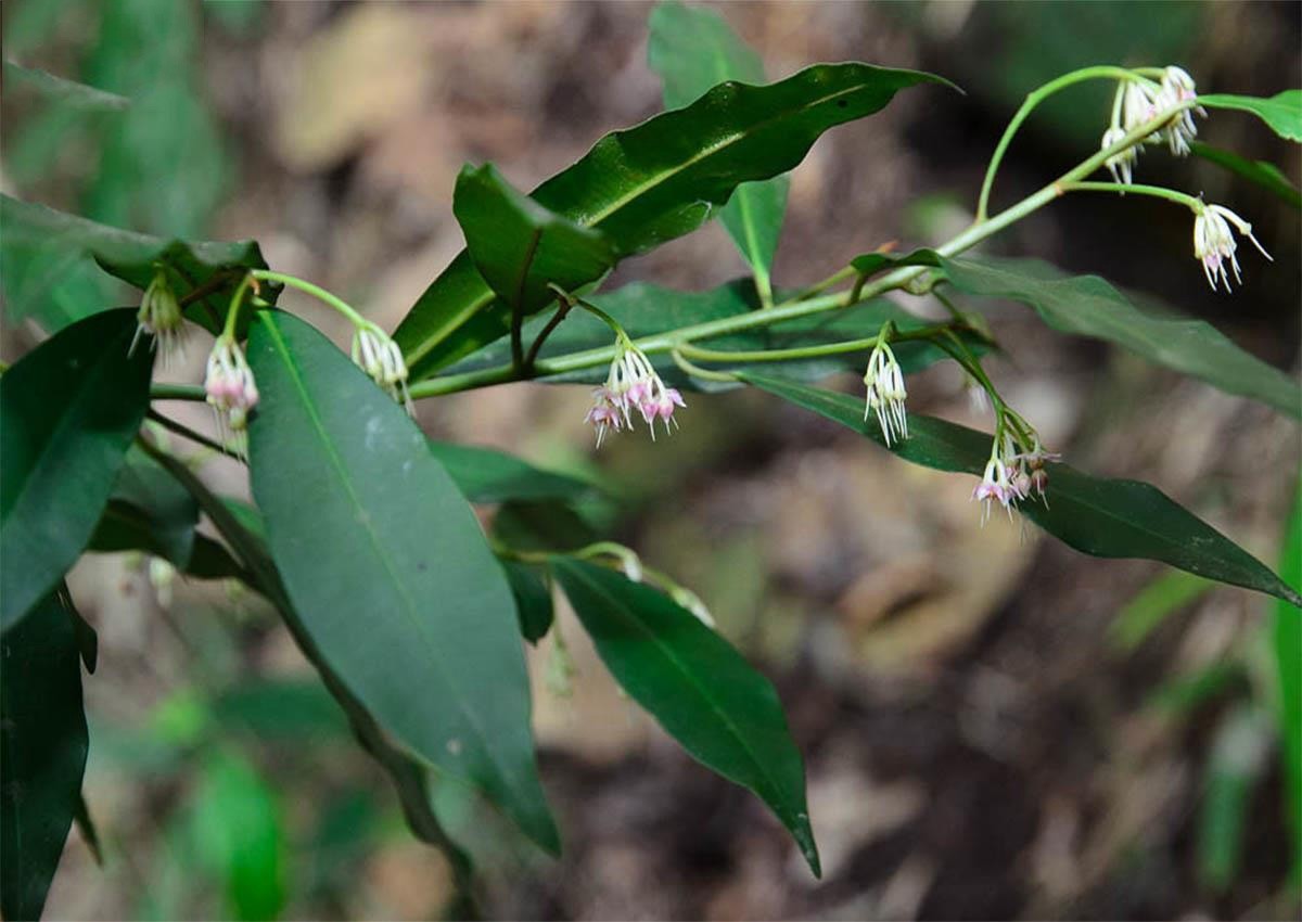 Kỳ 1: Giới thiệu chung về cây cơm nguội – Đặc điểm, sinh thái, dược tính Kỳ 1: Giới thiệu chung về cây cơm nguội – Đặc điểm, sinh thái, dược tính
