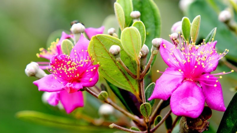 Bài thuốc từ cây sim – Dược liệu quý trong dân gian Bài thuốc từ cây sim – Dược liệu quý trong dân gian