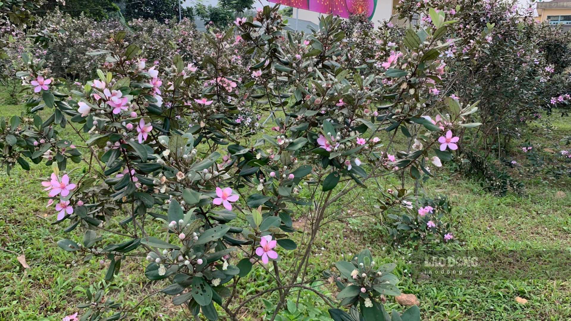 Bài thuốc từ cây sim – Dược liệu quý trong dân gian Bài thuốc từ cây sim – Dược liệu quý trong dân gian