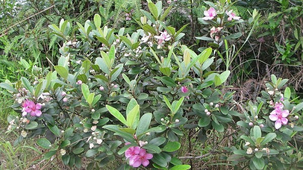 Bài thuốc từ cây sim – Dược liệu quý trong dân gian