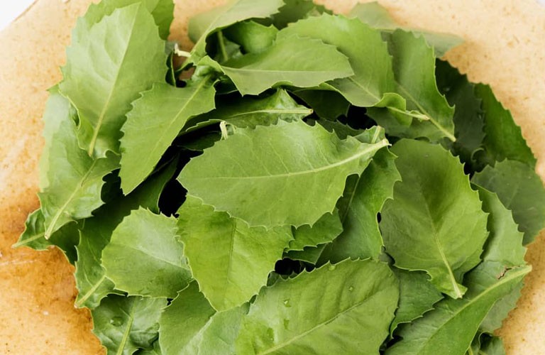 Kỳ 1: Cây Cúc tần – Vị thuốc nam quen thuộc trong vườn nhà