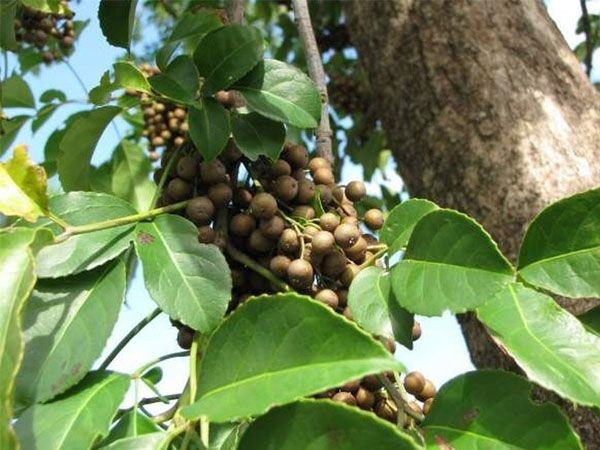 Kỳ 2: Các bài thuốc chữa bệnh phổ biến từ cây cơm nguội