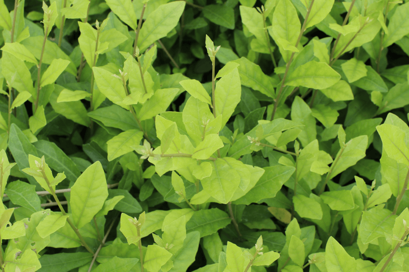 Kỳ 2: Những bài thuốc chữa bệnh từ cây Cúc tần