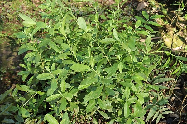 Kỳ 1: Cây Cúc tần – Vị thuốc nam quen thuộc trong vườn nhà