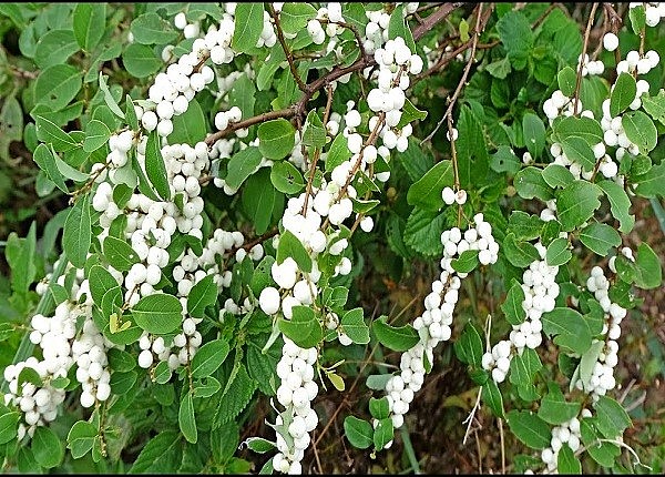 Kỳ 2: Các bài thuốc chữa bệnh phổ biến từ cây cơm nguội