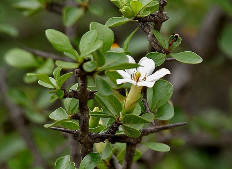 Uống thuốc sắc trong ngày, không để qua đêm khi dùng cây Tu hú Uống thuốc sắc trong ngày, không để qua đêm khi dùng cây Tu hú