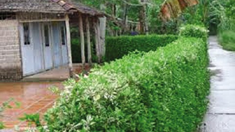 Kỳ 3: Lưu ý khi sử dụng và giá trị thực tiễn của cây Cúc tần Kỳ 3: Lưu ý khi sử dụng và giá trị thực tiễn của cây Cúc tần